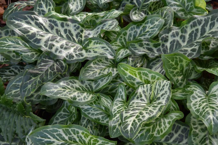 Arum Italicum subsp. Italicum 'Marmoratum', Italian Arum 'Marmoratum', Arum italicum marmoratum, Arum italicum 'Pictum', Arum italicum var. pictum, Shade Perennial