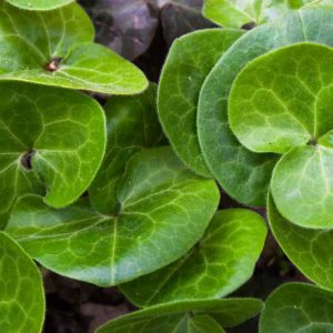 Asarum Europaeum, European Wild Ginger, Asarabacca, Foalfoot, Foal's Foot, Hazelwort, Wild Ginger, Wild Nard, Shade perennials, Plants for shade, Groundcover, ground cover for shade