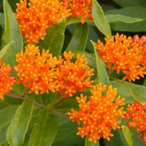 Asclepias Tuberosa, (Butterfly Weed), Butterfly Flower, Butterfly Root, Butterfly Weed, Chieger Flower, Flux Root, Indian Paintbrush, Indian Potato, Orange Root, Pleurisy Root, Swallow Root, Tuber Root, White Root, Wind Root, Windward Root, summer perennial, drought tolerant perennial, orange flowers, yellow flowers
