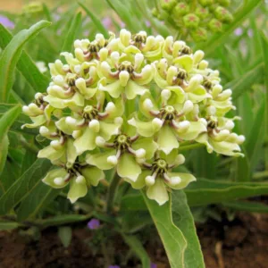 Asclepias asperula, Antelope-Horns Milkweed, Spider Milkweed Milkweed, Green-Flowered Milkweed, Spider Antelope-Horns, Green flowers