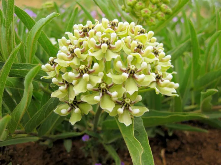 Asclepias asperula, Antelope-Horns Milkweed, Spider Milkweed Milkweed, Green-Flowered Milkweed, Spider Antelope-Horns, Green flowers