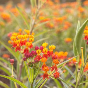 Asclepias curassavica, Tropical Milkweed, Bloodflower, Blood Flower,[ Cotton Bush, Hierba de la Cucaracha, Mexican Butterfly Weed, Redhead, Scarlet Milkweed, Wild Ipecacuanha, Red flowers, Yellow flowers
