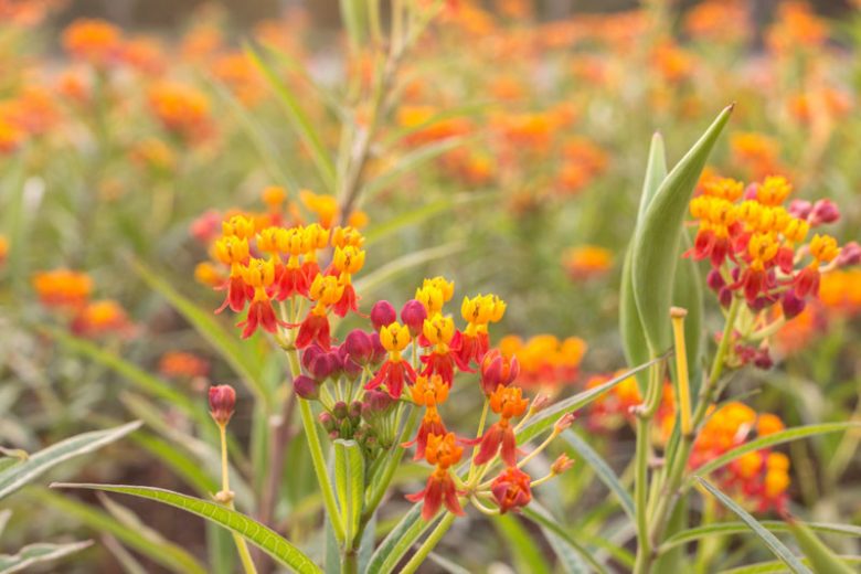 Asclepias curassavica, Tropical Milkweed, Bloodflower, Blood Flower,[ Cotton Bush, Hierba de la Cucaracha, Mexican Butterfly Weed, Redhead, Scarlet Milkweed, Wild Ipecacuanha, Red flowers, Yellow flowers