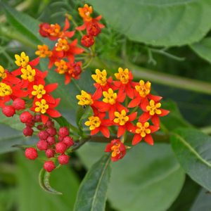 Asclepias curassavica 'Silky Deep Red', Tropical Milkweed 'Silky Deep Red', Bloodflower 'Silky Deep Red', Blood Flower 'Silky Deep Red', Cotton Bush 'Silky Deep Red', Hierba de la Cucaracha 'Silky Deep Red', Mexican Butterfly Weed 'Silky Deep Red', Redhead 'Silky Deep Red', Scarlet Milkweed 'Silky Deep Red', Wild Ipecacuanha 'Silky Deep Red'