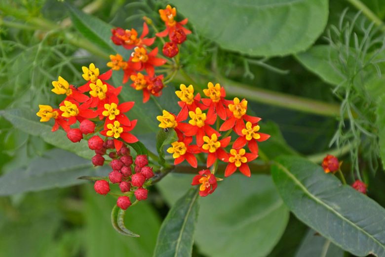 Asclepias curassavica 'Silky Deep Red', Tropical Milkweed 'Silky Deep Red', Bloodflower 'Silky Deep Red', Blood Flower 'Silky Deep Red', Cotton Bush 'Silky Deep Red', Hierba de la Cucaracha 'Silky Deep Red', Mexican Butterfly Weed 'Silky Deep Red', Redhead 'Silky Deep Red', Scarlet Milkweed 'Silky Deep Red', Wild Ipecacuanha 'Silky Deep Red'