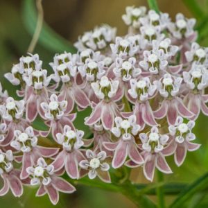 Asclepias fascicularis, Narrowleaf Milkweed, Narrow Leaf Milkweed, Mexican Whorled Milkweed, Pink flowers, Lavender Flowers