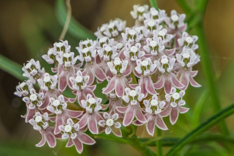 Asclepias fascicularis, Narrowleaf Milkweed, Narrow Leaf Milkweed, Mexican Whorled Milkweed, Pink flowers, Lavender Flowers