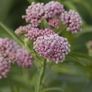 Asclepias incarnata Cinderella, Swamp Milkweed Cinderella, Pink Milkweed Cinderella, Pink flowers