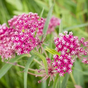 Asclepias incarnata, Swamp Milkweed, Pink Milkweed, Pink flowers