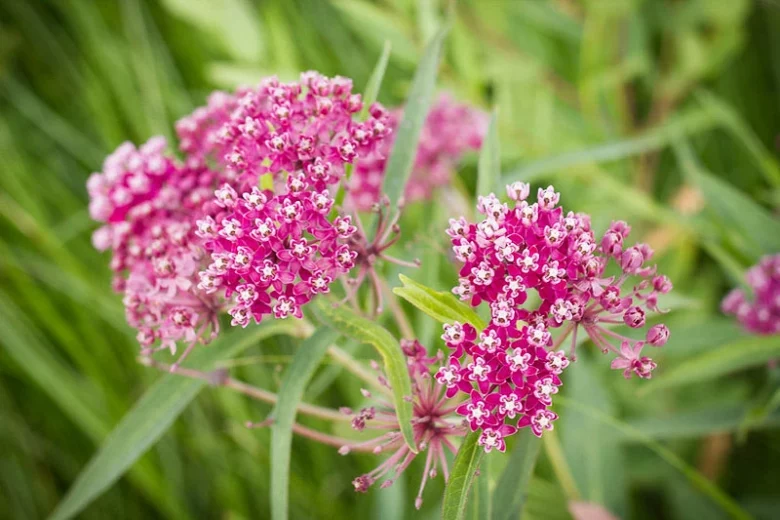 Asclepias incarnata, Swamp Milkweed, Pink Milkweed, Pink flowers