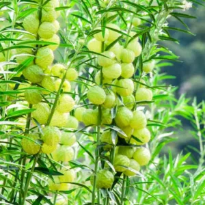 Asclepias physocarpus, Balloon Plant, Balloon Cotton-Bush, Bishop's Balls, Nailhead, Swan Plant, Gomphocarpus physocarpus