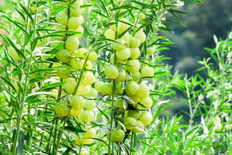 Asclepias physocarpus, Balloon Plant, Balloon Cotton-Bush, Bishop's Balls, Nailhead, Swan Plant, Gomphocarpus physocarpus