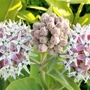 Showy Milkweed, American Silkweed, Jewelweed, Silken Cissy, Silkweed, Swallow Wort, White Indian Hemp