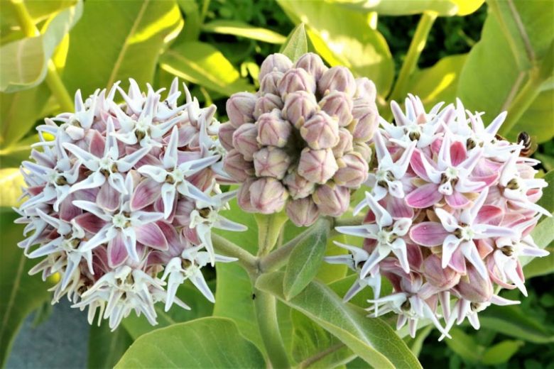 Showy Milkweed, American Silkweed, Jewelweed, Silken Cissy, Silkweed, Swallow Wort, White Indian Hemp