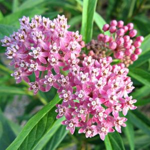 Common Milkweed, Asclepias syriaca, Milkweed Plant, Milkweed, Showy Milkweed