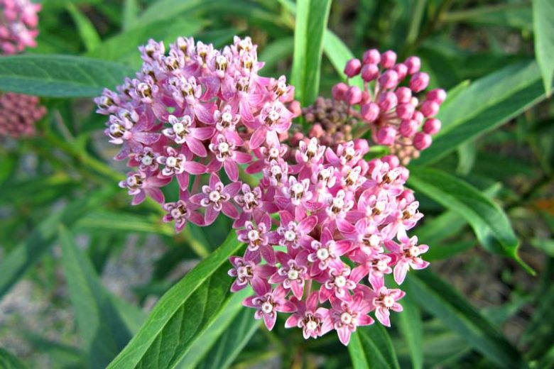 Common Milkweed, Asclepias syriaca, Milkweed Plant, Milkweed, Showy Milkweed