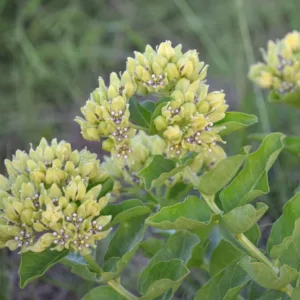 Asclepias viridis, Green Milkweed, Spider Milkweed, American Silkweed, Jewelweed, Silken Cissy, Silkweed, Green flowers