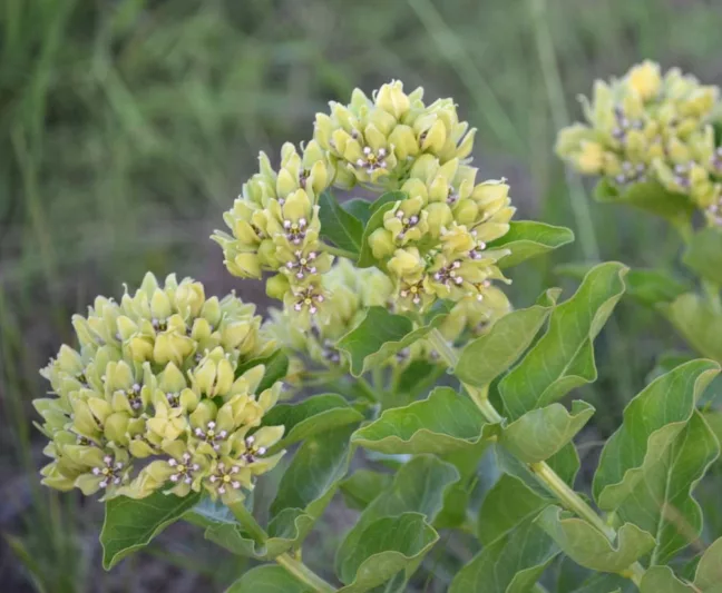 Asclepias viridis, Green Milkweed, Spider Milkweed, American Silkweed, Jewelweed, Silken Cissy, Silkweed, Green flowers