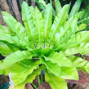 Asplenium Scolopendrium, Hart's Tongue Fern, Burnt Weed, Buttonhole, Christ's Hair, Horse Tongue, Phyllitis scolopendrium, Shade plants, shade perennial, plants for shade, plants for wet soil