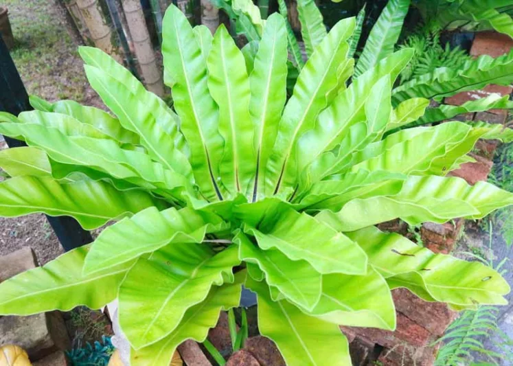 Asplenium Scolopendrium, Hart's Tongue Fern, Burnt Weed, Buttonhole, Christ's Hair, Horse Tongue, Phyllitis scolopendrium, Shade plants, shade perennial, plants for shade, plants for wet soil