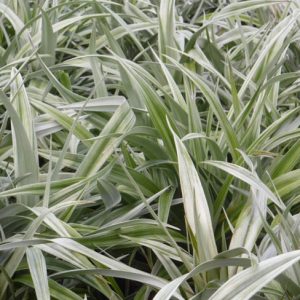 Astelia 'Silver Shadow', Silver Spear, Evergreen shrub, Silver Foliage plants, Silver Perennials