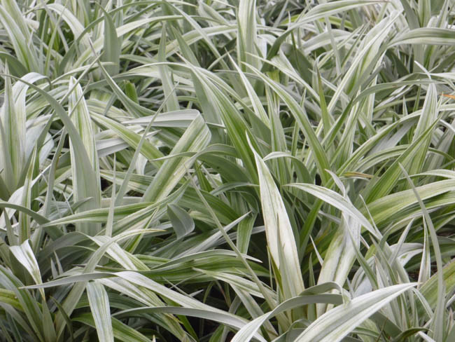 Astelia 'Silver Shadow', Silver Spear, Evergreen shrub, Silver Foliage plants, Silver Perennials