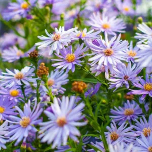 Aster 'Little Carlow', Symphyotrichum 'Little Carlow', Michaelmas Daisy 'Little Carlow', Aster cordifolius 'Little Carlow', Fall perennials, Fall Flowers, Lavender Asters, Blue Asters