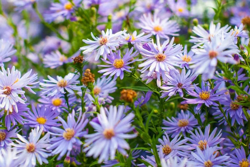 Aster 'Little Carlow', Symphyotrichum 'Little Carlow', Michaelmas Daisy 'Little Carlow', Aster cordifolius 'Little Carlow', Fall perennials, Fall Flowers, Lavender Asters, Blue Asters