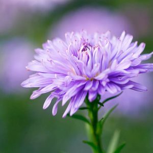 Aster Novi-Belgii 'Ada Ballard', New York Aster 'Ada Ballard', Michaelmas Daisy 'Ada Ballard', Symphyotrichum novi-belgii 'Ada Ballard', Lavender Aster, Blue Aster, Long-Leaf Aster 'Ada Ballard'