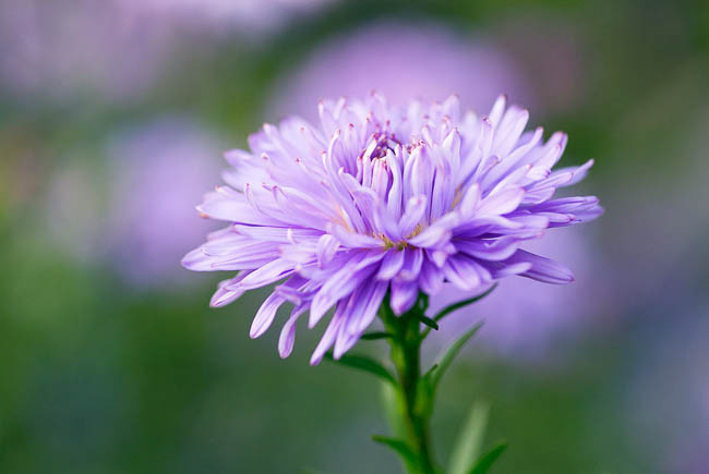 Aster Novi-Belgii 'Ada Ballard', New York Aster 'Ada Ballard', Michaelmas Daisy 'Ada Ballard', Symphyotrichum novi-belgii 'Ada Ballard', Lavender Aster, Blue Aster, Long-Leaf Aster 'Ada Ballard'