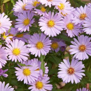 Aster Novi-Belgii 'Audrey', New York Aster 'Audrey', Michaelmas Daisy 'Audrey', Symphyotrichum novi-belgii 'Audrey', Pink Aster, Long-Leaf Aster 'Audrey'