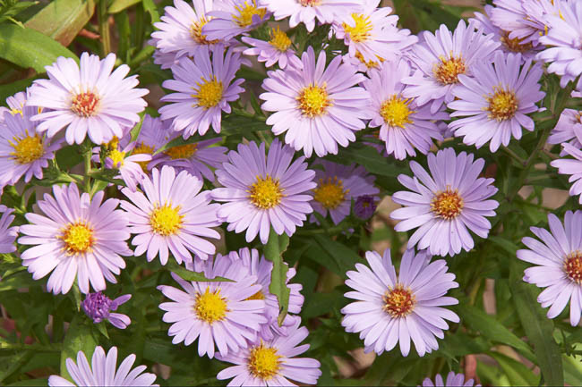 Aster Novi-Belgii 'Audrey', New York Aster 'Audrey', Michaelmas Daisy 'Audrey', Symphyotrichum novi-belgii 'Audrey', Pink Aster, Long-Leaf Aster 'Audrey'