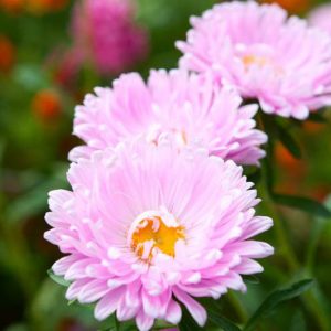 Aster Novi-Belgii 'Chatterbox', New York Aster 'Chatterbox', Michaelmas Daisy 'Chatterbox', Symphyotrichum novi-belgii 'Chatterbox', Double Aster, Pink Aster, Long-Leaf Aster 'Chatterbox'