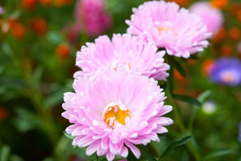 Aster Novi-Belgii 'Chatterbox', New York Aster 'Chatterbox', Michaelmas Daisy 'Chatterbox', Symphyotrichum novi-belgii 'Chatterbox', Double Aster, Pink Aster, Long-Leaf Aster 'Chatterbox'