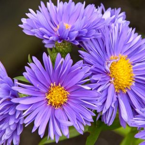 Aster Novi-Belgii 'Coombe Violet', New York Aster 'Coombe Violet', Michaelmas Daisy 'Coombe Violet', Symphyotrichum novi-belgii 'Coombe Violet', Purple Aster, Violet aster, Long-Leaf Aster 'Coombe Violet'