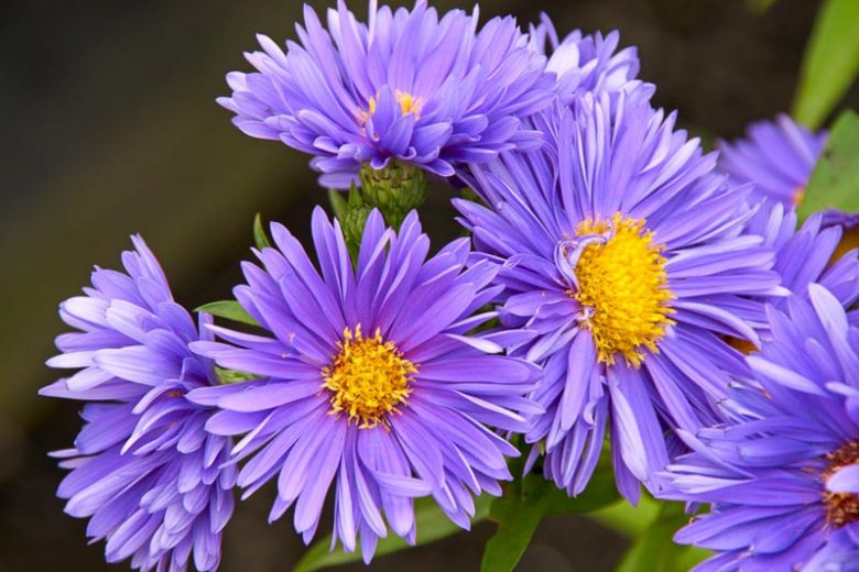 Aster Novi-Belgii 'Coombe Violet', New York Aster 'Coombe Violet', Michaelmas Daisy 'Coombe Violet', Symphyotrichum novi-belgii 'Coombe Violet', Purple Aster, Violet aster, Long-Leaf Aster 'Coombe Violet'