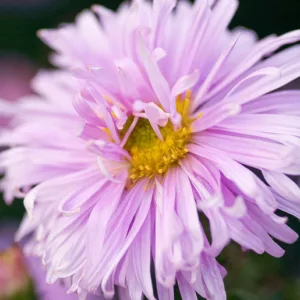 Aster Novi-Belgii 'Fellowship', New York Aster 'Fellowship', Michaelmas Daisy 'Fellowship', Symphyotrichum novi-belgii 'Fellowship', Double Aster, Pink Aster, Long-Leaf Aster 'Fellowship'
