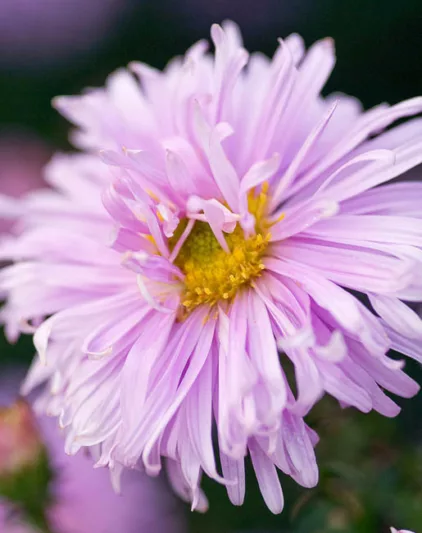 Aster Novi-Belgii 'Fellowship', New York Aster 'Fellowship', Michaelmas Daisy 'Fellowship', Symphyotrichum novi-belgii 'Fellowship', Double Aster, Pink Aster, Long-Leaf Aster 'Fellowship'