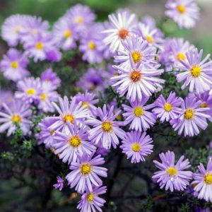 Aster Novi-Belgii 'Professor Anton Kippenberg', New York Aster 'Professor Anton Kippenberg', Michaelmas Daisy 'Professor Anton Kippenberg', Symphyotrichum novi-belgii 'Professor Anton Kippenberg', Double Aster, Blue Aster, Long-Leaf Aster 'Chatterbox'