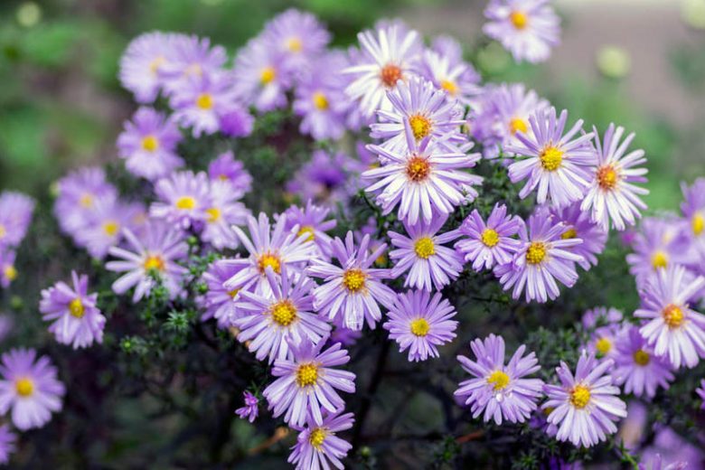 Aster Novi-Belgii 'Professor Anton Kippenberg', New York Aster 'Professor Anton Kippenberg', Michaelmas Daisy 'Professor Anton Kippenberg', Symphyotrichum novi-belgii 'Professor Anton Kippenberg', Double Aster, Blue Aster, Long-Leaf Aster 'Chatterbox'