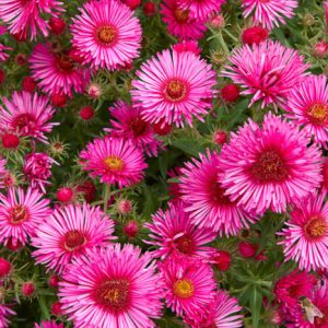 Aster Novi-Belgii 'Royal Ruby', New York Aster 'Royal Ruby', Michaelmas Daisy 'Royal Ruby', Symphyotrichum novi-belgii 'Royal Ruby', Pink Aster, Red Aster, Long-Leaf Aster 'Royal Ruby'