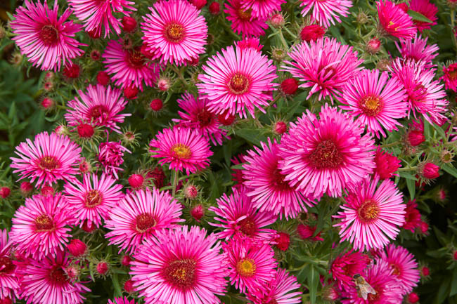 Aster Novi-Belgii 'Royal Ruby', New York Aster 'Royal Ruby', Michaelmas Daisy 'Royal Ruby', Symphyotrichum novi-belgii 'Royal Ruby', Pink Aster, Red Aster, Long-Leaf Aster 'Royal Ruby'
