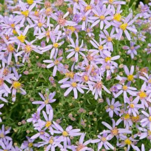 Aster Sedifolius 'Nanus', Aster 'Nanus', Dwarf Rhone Aster 'Nanus', Rhone Aster, Fall Aster, Fall perennials, Fall Flowers, Dwarf Aster, Blue flowers, Lilac flowers, lavender flowers