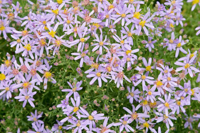 Aster Sedifolius 'Nanus', Aster 'Nanus', Dwarf Rhone Aster 'Nanus', Rhone Aster, Fall Aster, Fall perennials, Fall Flowers, Dwarf Aster, Blue flowers, Lilac flowers, lavender flowers