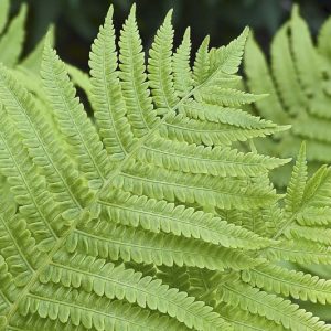 Athyrium Filix-Femina, Female Polypody, Lady Fern, Shade plants, shade perennial, plants for shade, plants for wet soil