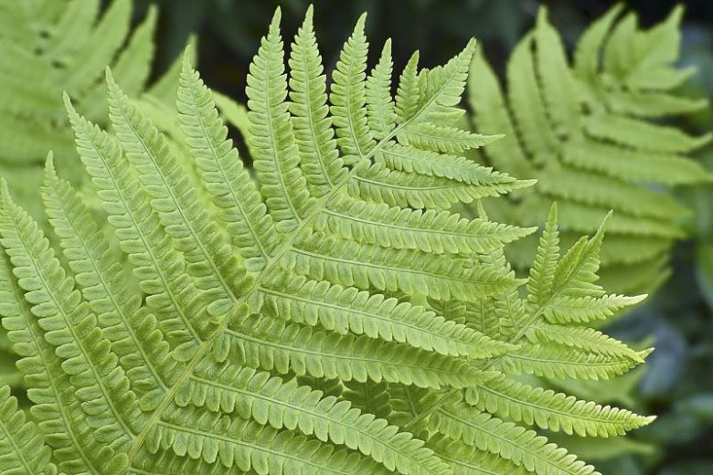 Athyrium Filix-Femina, Female Polypody, Lady Fern, Shade plants, shade perennial, plants for shade, plants for wet soil