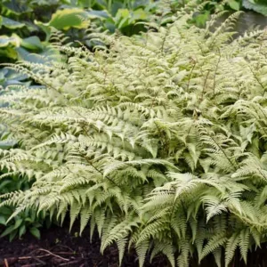 Athyrium 'Ghost', Lady Fern 'Ghost', Ghost Fern, Athyrium filix-femina 'Ghost', Athyrium niponicum 'Grey Ghost', Lady Fern, Shade plants, shade perennial, plants for shade, plants for wet soil