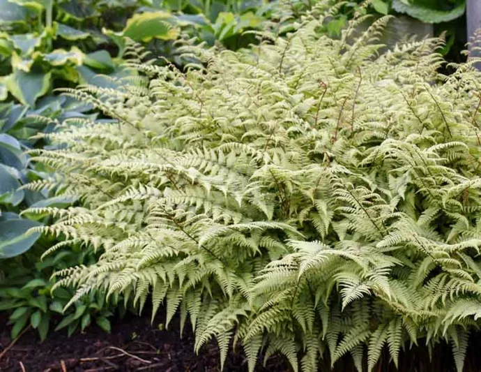 Athyrium 'Ghost', Lady Fern 'Ghost', Ghost Fern, Athyrium filix-femina 'Ghost', Athyrium niponicum 'Grey Ghost', Lady Fern, Shade plants, shade perennial, plants for shade, plants for wet soil