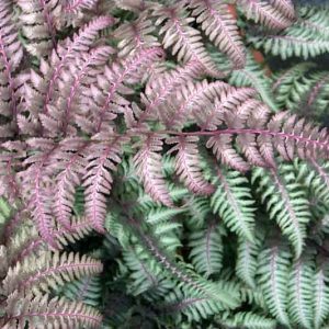 Athyrium Niponicum var. Pictum 'Burgundy Lace',Painted Lady Fern 'Burgundy Lace', Japanese Painted Fern 'v', Athyrium niponicum 'Burgundy Lace', Shade plants, shade perennial, plants for shade, plants for wet soil,