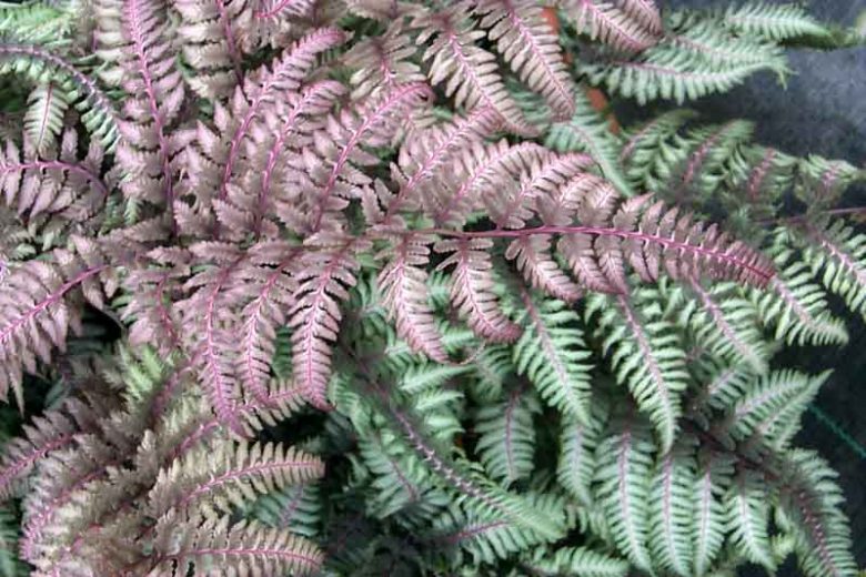Athyrium Niponicum var. Pictum 'Burgundy Lace',Painted Lady Fern 'Burgundy Lace', Japanese Painted Fern 'v', Athyrium niponicum 'Burgundy Lace', Shade plants, shade perennial, plants for shade, plants for wet soil,